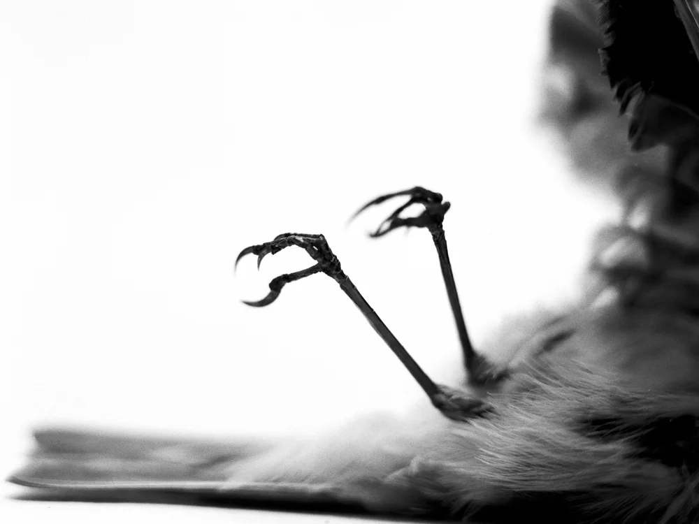 Erlend-B-Enger-Roadkills-Birds-b&w-deadbirds- (25).jpg