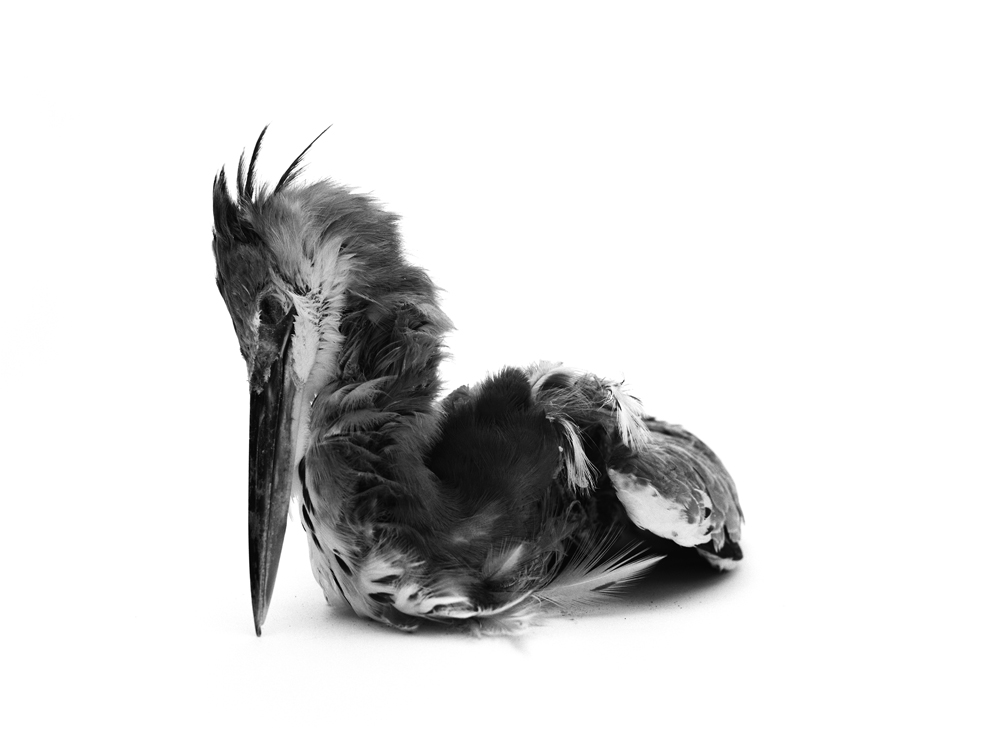 Erlend-B-Enger-Roadkills-Birds-b&w-deadbirds- (28).jpg