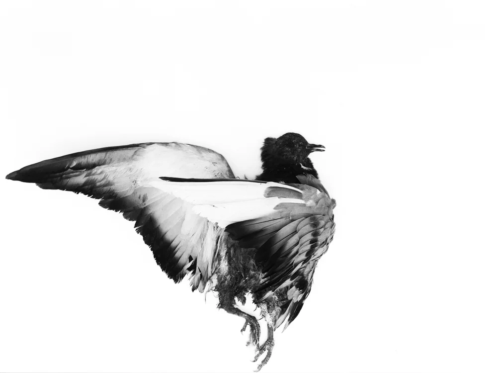 Erlend-B-Enger-Roadkills-Birds-b&w-deadbirds- (30).jpg