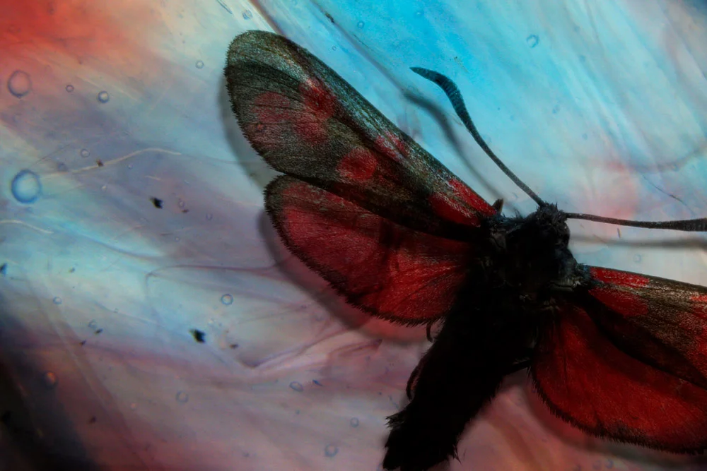 Erlend-B-Enger-Butterfly-color-therapy-in-systematic-chaos-composed (17).jpg