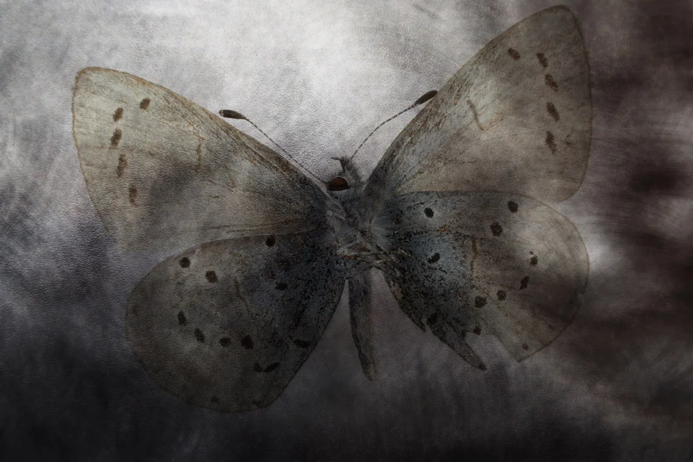 Erlend-B-Enger-Butterfly-color-therapy-in-systematic-chaos-composed (18).jpg