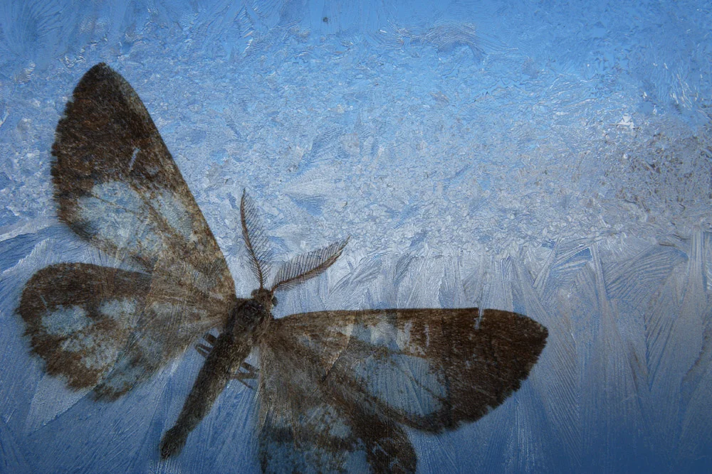 Erlend-B-Enger-Butterfly-color-therapy-in-systematic-chaos-composed (26).jpg