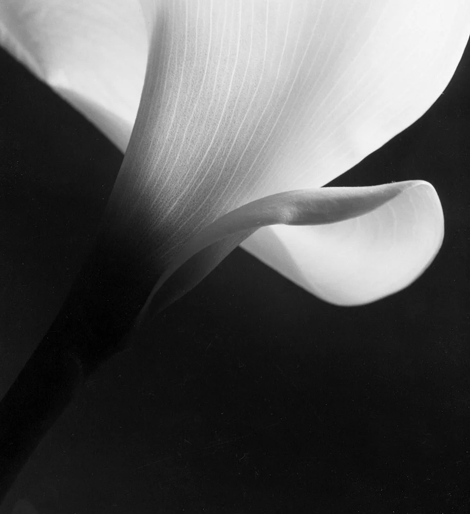 Erlend-B-Enger-Nudes-Shapes-fineart-lightandshadow-b&w -flower-calalilly-cala (10).jpg