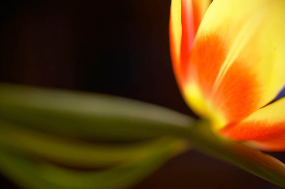 Erlend-B-Enger-Flower-tulip-Shapes-fineart-lightandshadow- (5).jpg