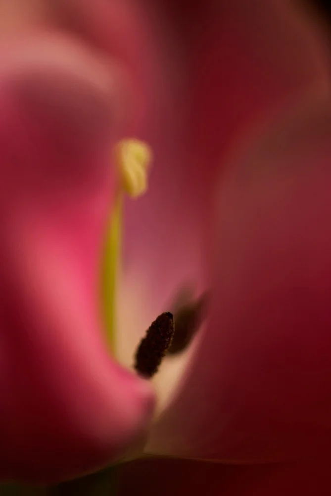 Erlend-B-Enger-Flower-tulip-Shapes-fineart-lightandshadow- (6).jpg