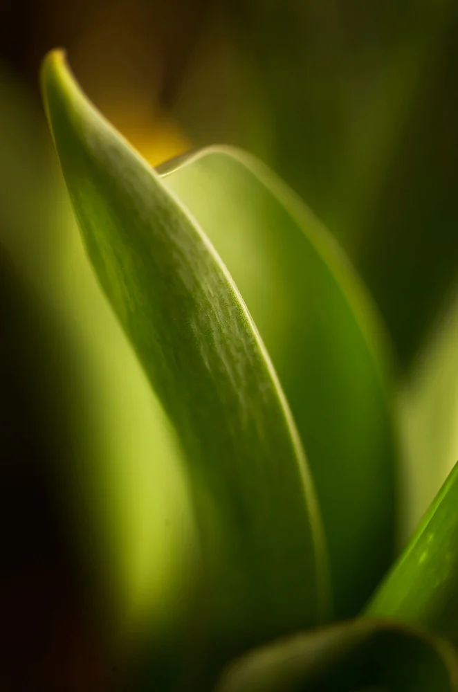 Erlend-B-Enger-Flower-tulip-Shapes-fineart-lightandshadow- (7).jpg