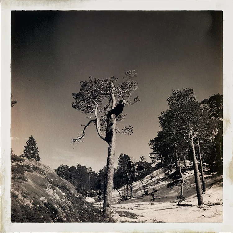 Erlend-B-Enger-onetreeme-trær-trees-people-climbing-climbingtrees-hipstamatic-fineart-topofthetrees-treetops- (2).JPG