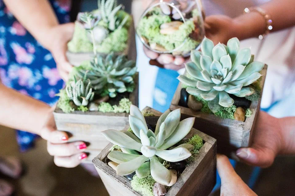 Succulent-Planting Class