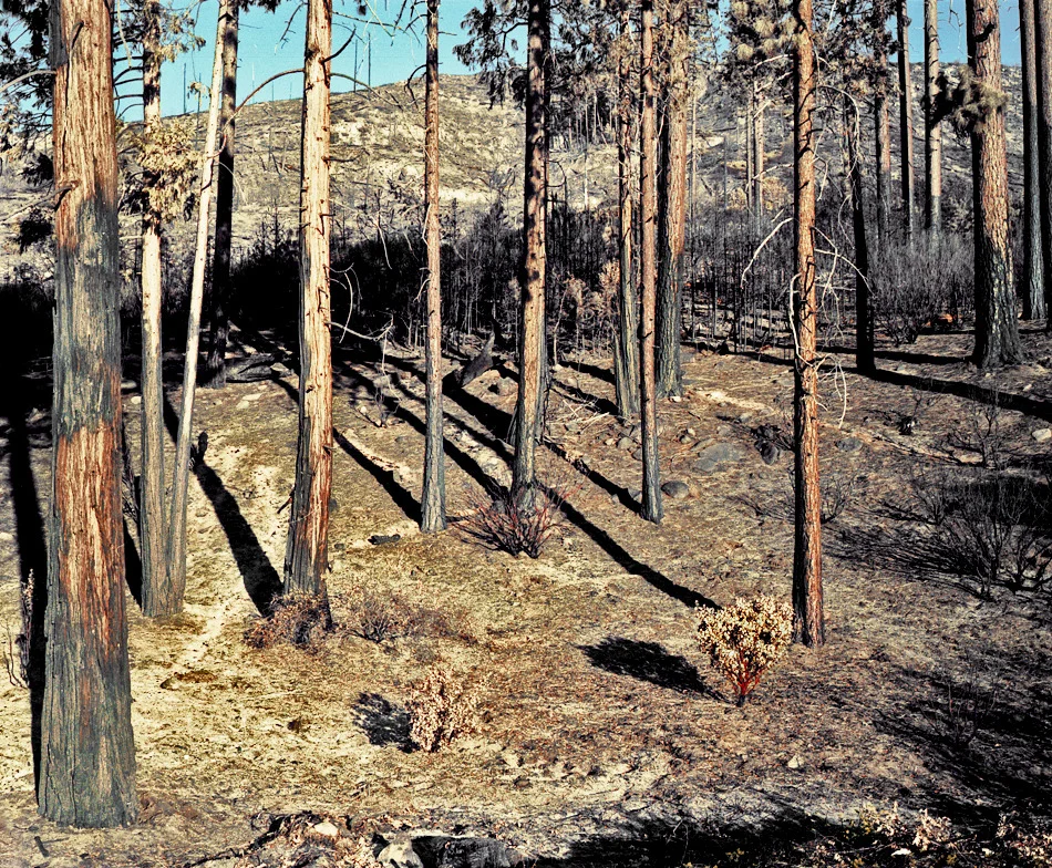 Trees and Ash