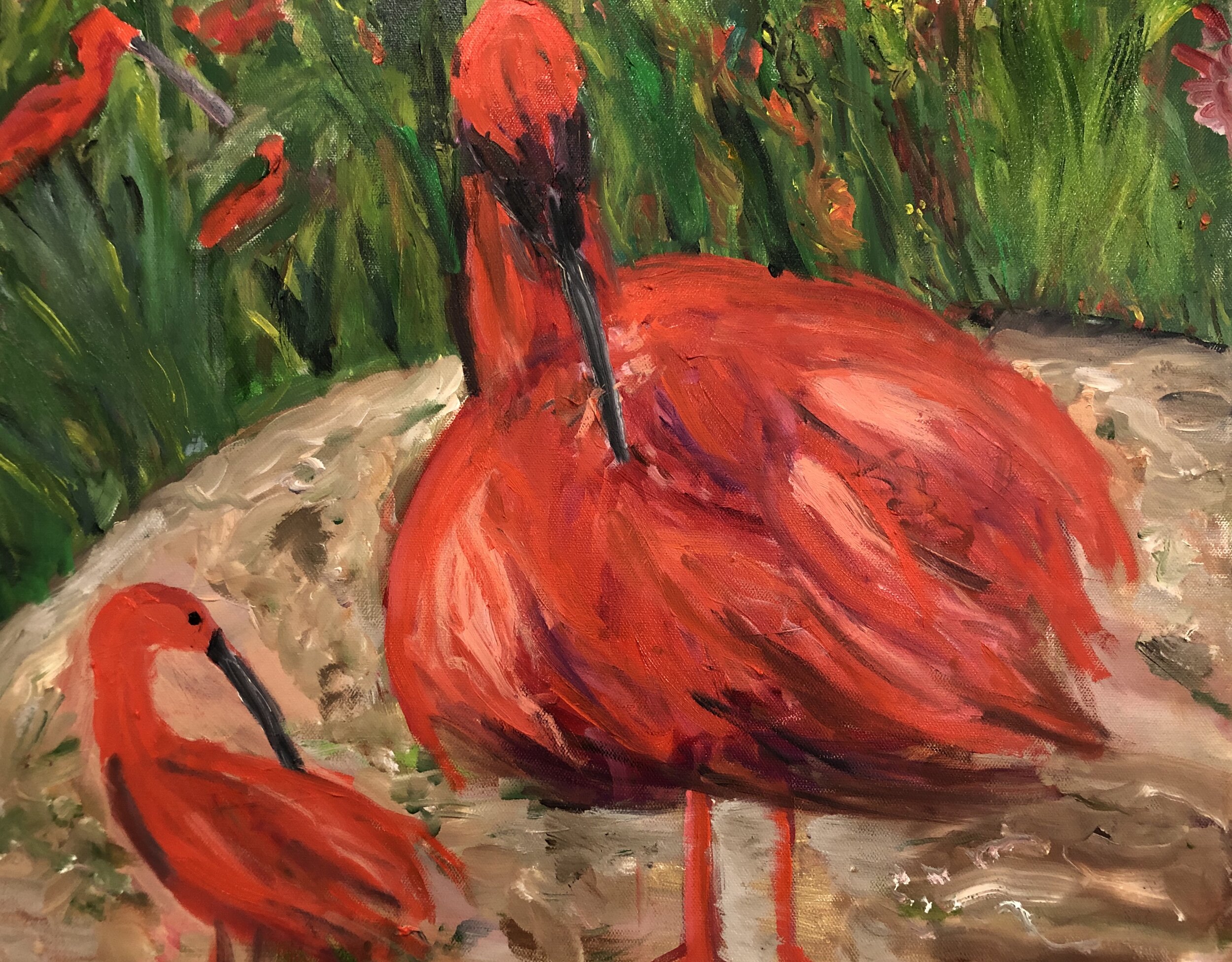 Scarlet Ibises