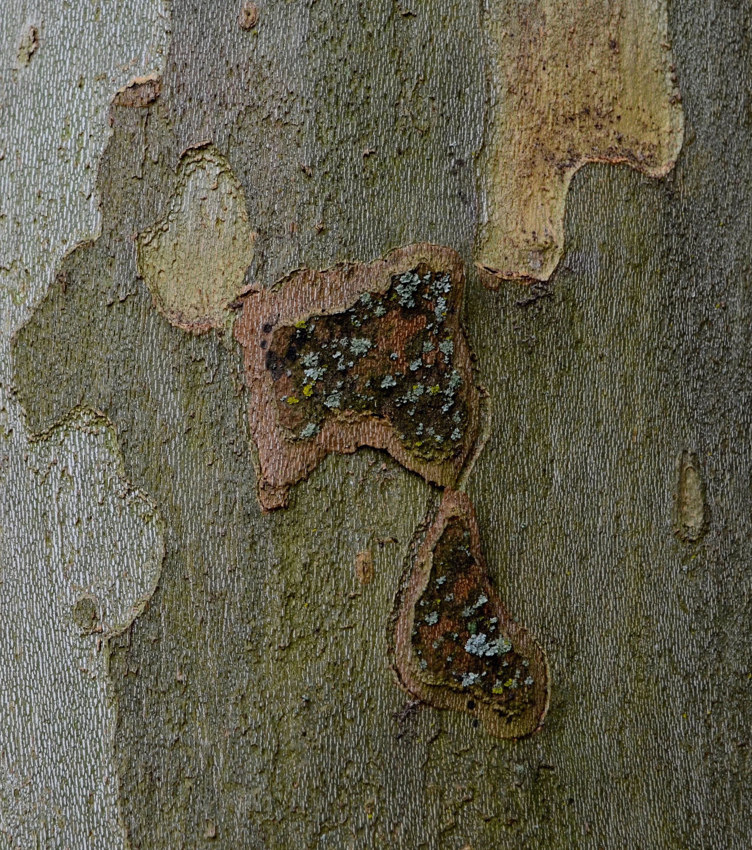 S Bark 5.JPG