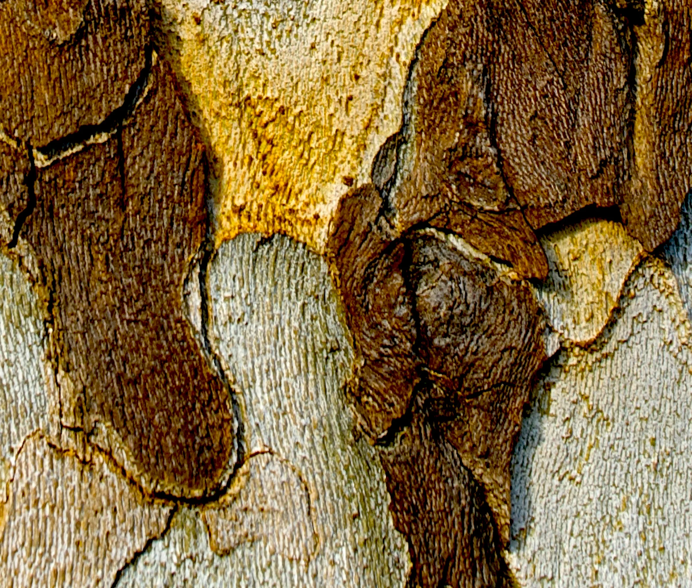 S Bark 12.jpg