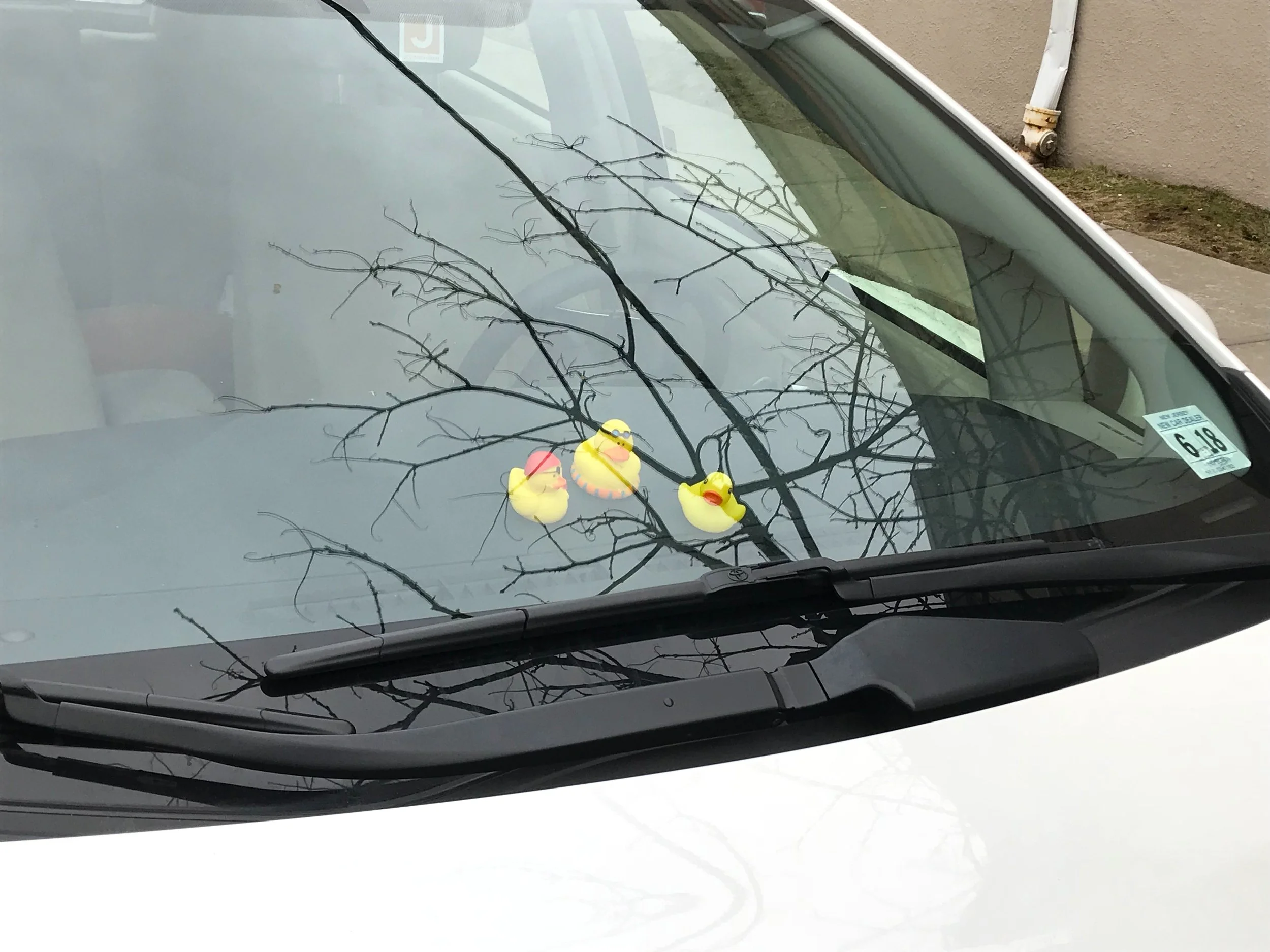 duckies 3.jpg