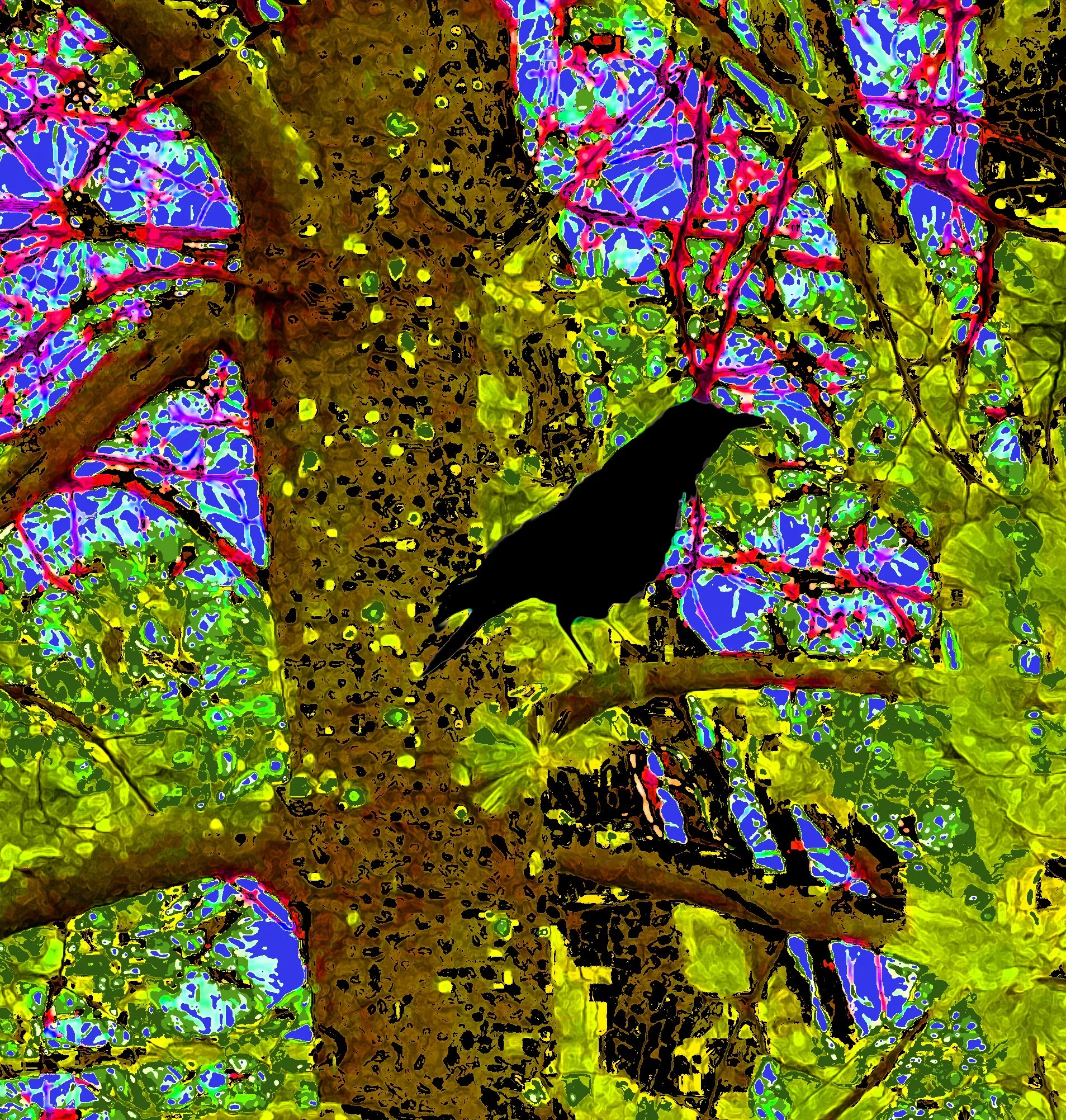 crow shopped in a tree cropped .jpg