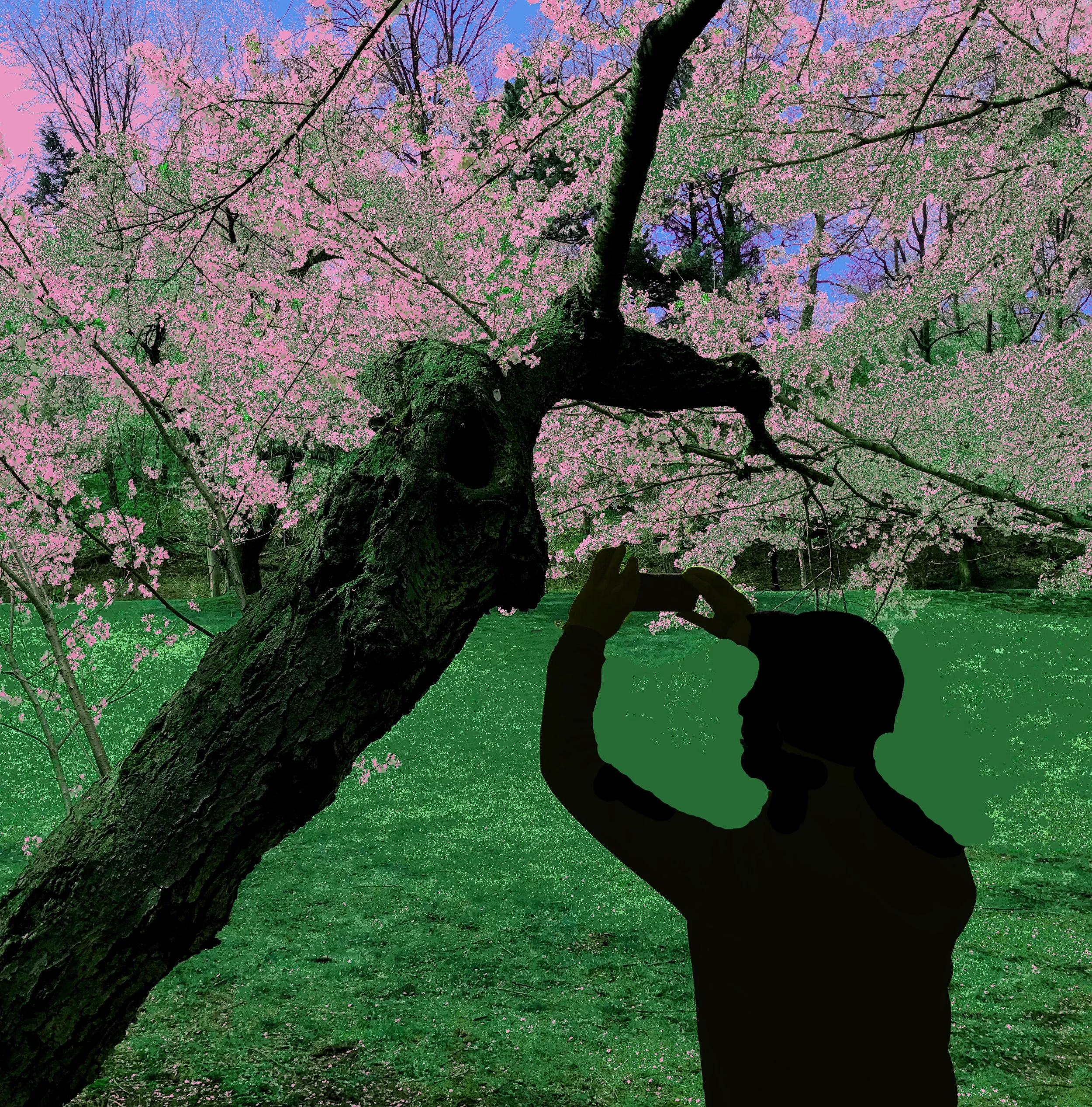 cherry blossoms2.jpg
