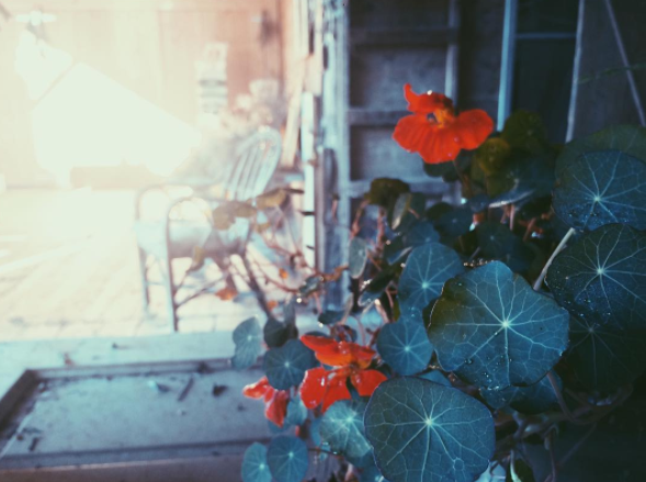 nasturtium.JPG