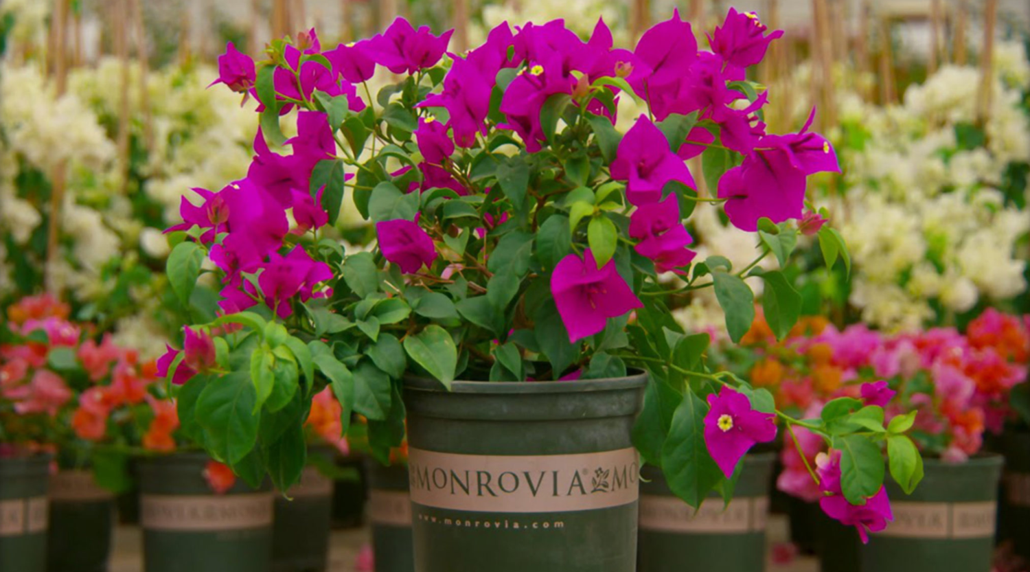 Whole Nursery Garden Center Orange County Ny Rockland Whole Nursery Garden Center Orange County Ny Rockland