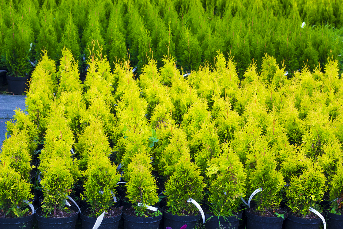 Add Color To Your Bergen County Winter Landscaping With These