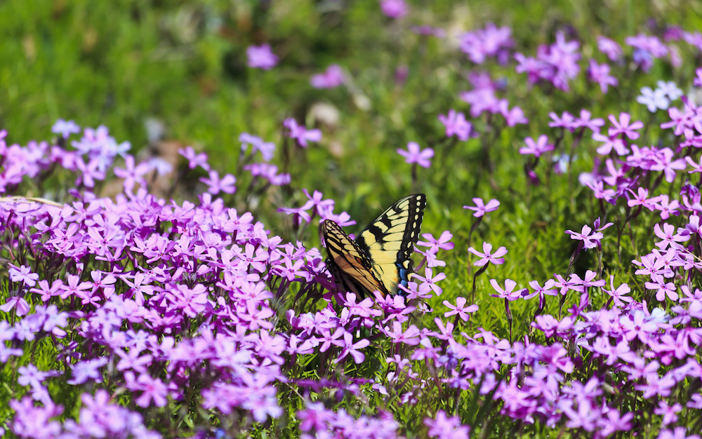 Best Flowers for Spring Planting from Our Wholesale Nursery in Bergen County, NJ