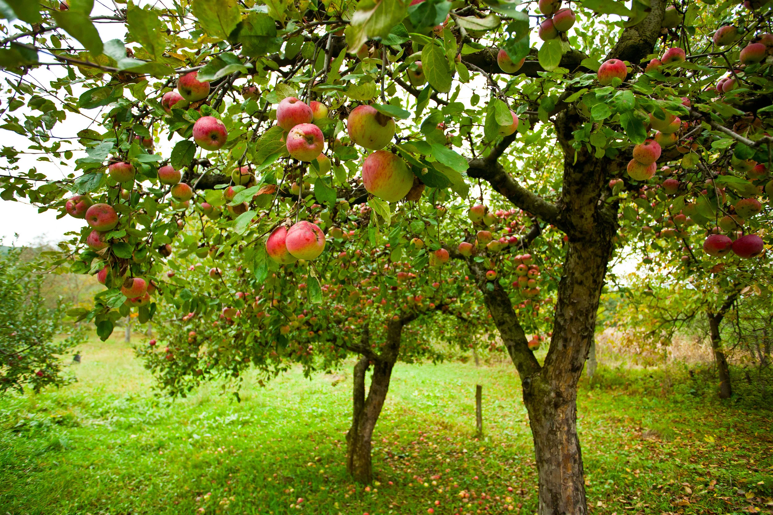 Top 4 Fruit Trees for Sussex County, NJ, Backyards from Our Landscape Nursery