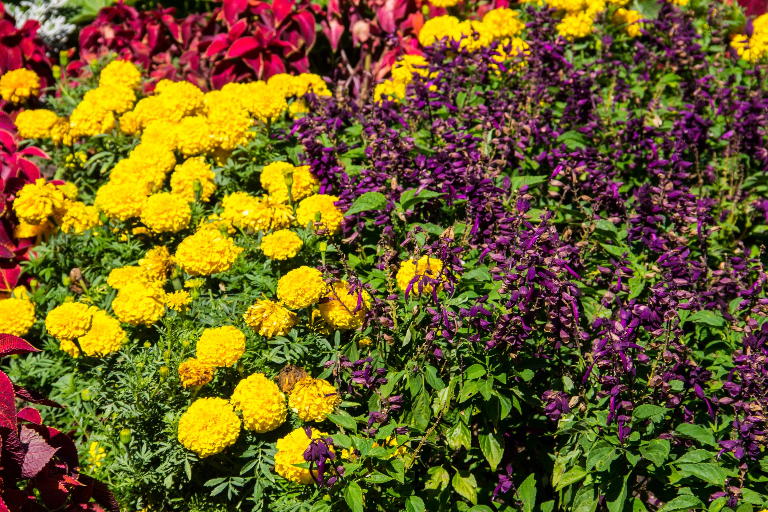 Our Garden Center's Tips for Combining Perennials and Annuals in Hudson Valley, NY