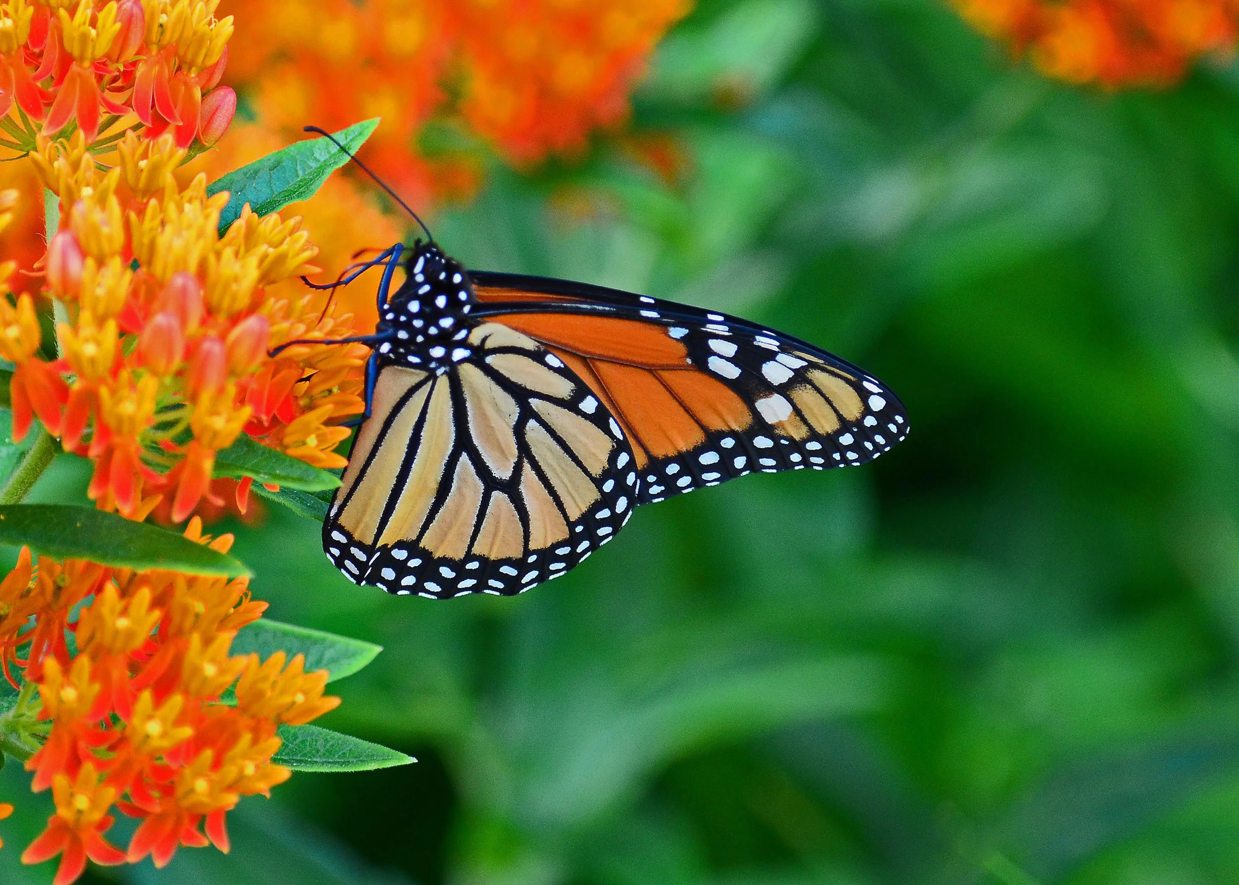 Garden Center's Tips for Native Plant Gardening in Hudson Valley, NY