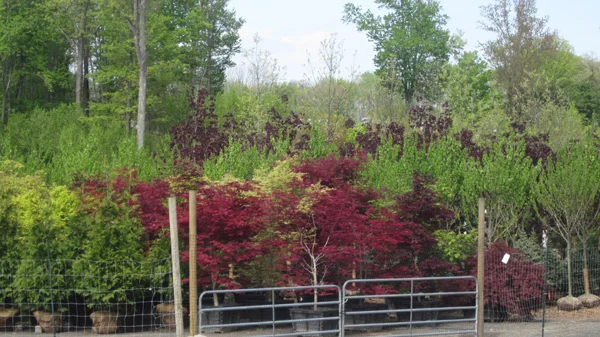 The Benefits of Sourcing from a Reliable Wholesale Nursery in Bergen County, NJ