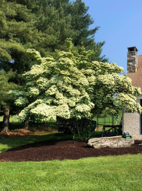 Our Landscape Nursery Recommendations for Your Next Project in the Ulster County, NY, Area