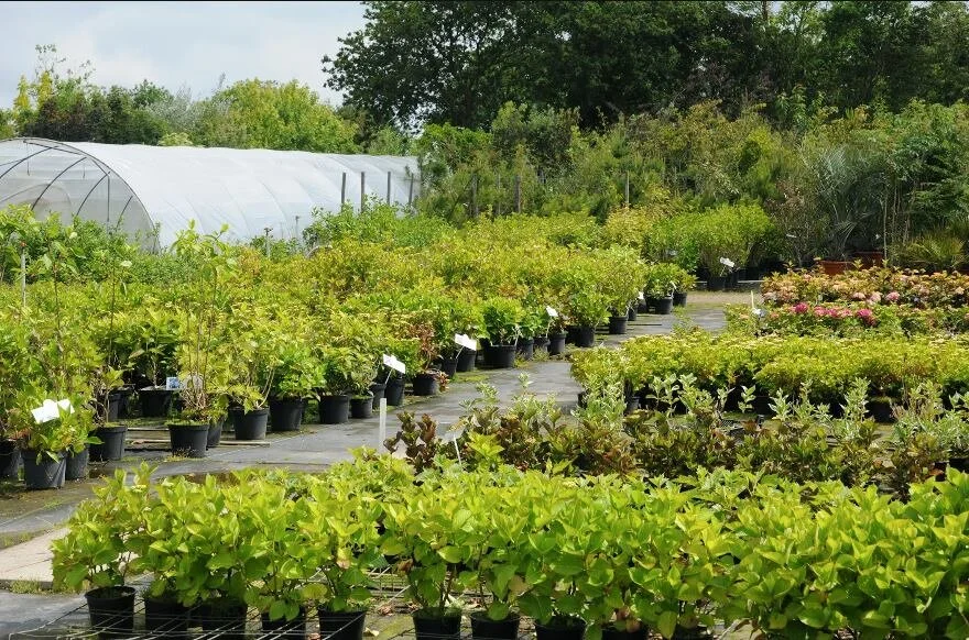 Adding Color to a Backyard With Plants from Our Landscape Nursery in