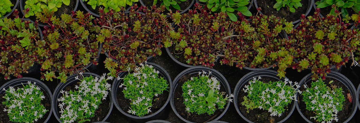 Pairing Perennials and Annuals From Our Garden Center for a Balanced Softscape in Hudson Valley, NY