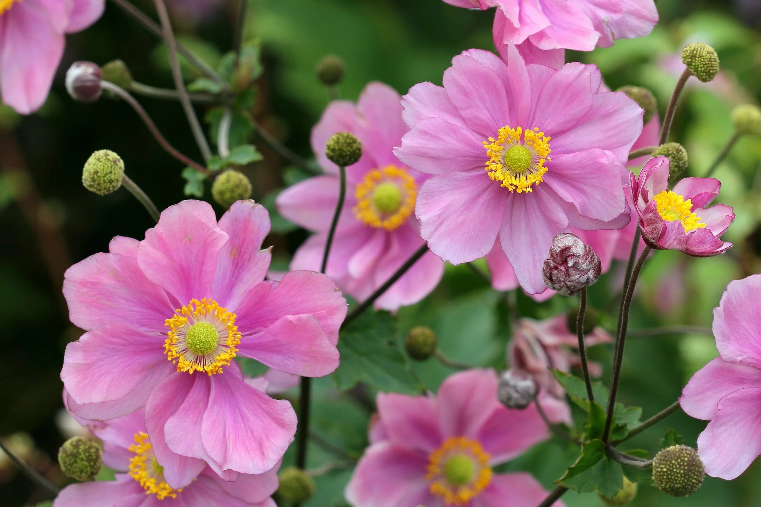 Blooming Seasons of Perennials: Planning Year-Round Color in Hudson Valley, NY and Bergen County, NJ