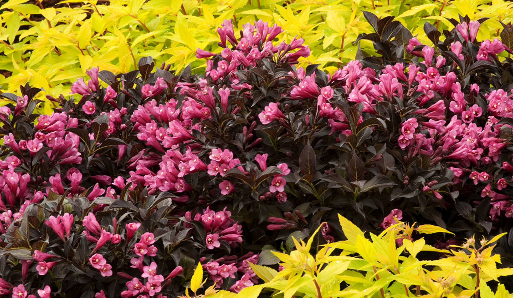 Designing Vibrant Perennial Landscapes That Thrive in Shaded Areas of Orange and Sullivan County, NY