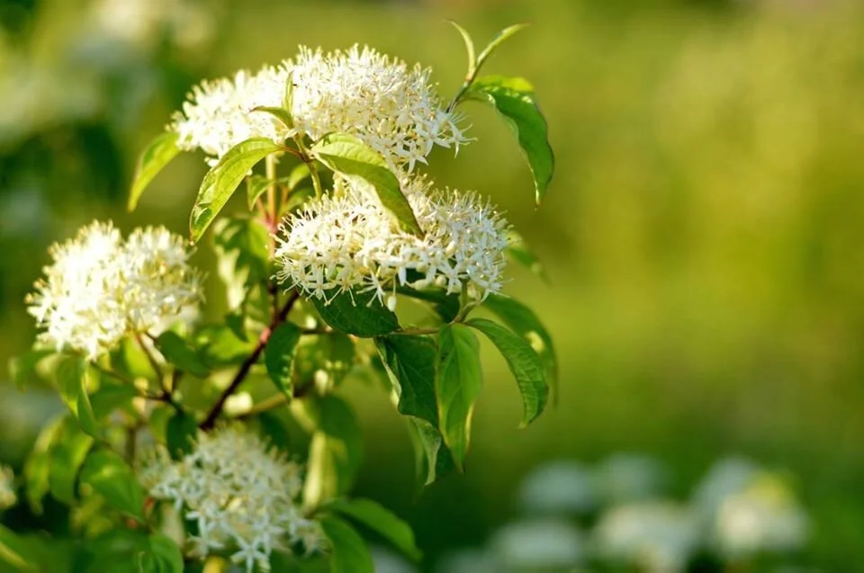 Seasonal Perennials for Year-Round Color: A Guide for Bergen County, NJ Landscape Contractors