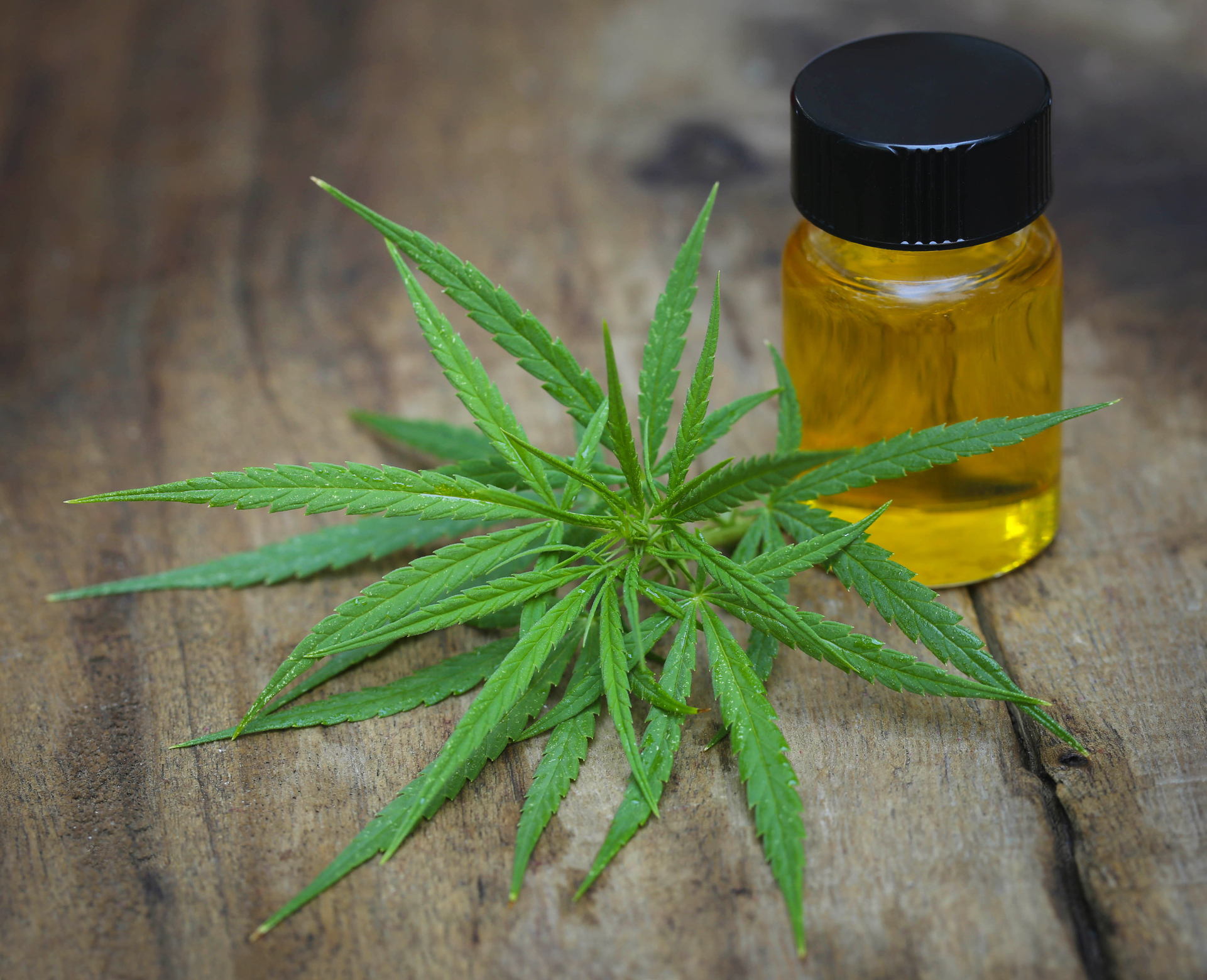 CBD Hemp Derived Cannabis CBD Oil Education at Wild GInger Apothecary in Sarasota