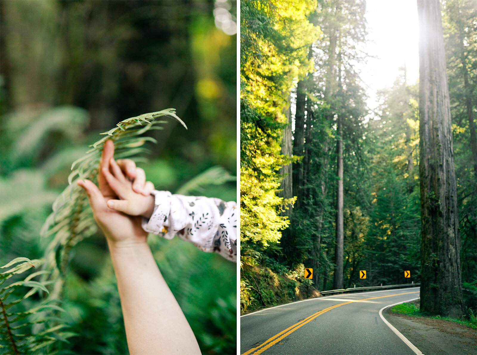 redwood_national_park_family_photographer_004.jpg