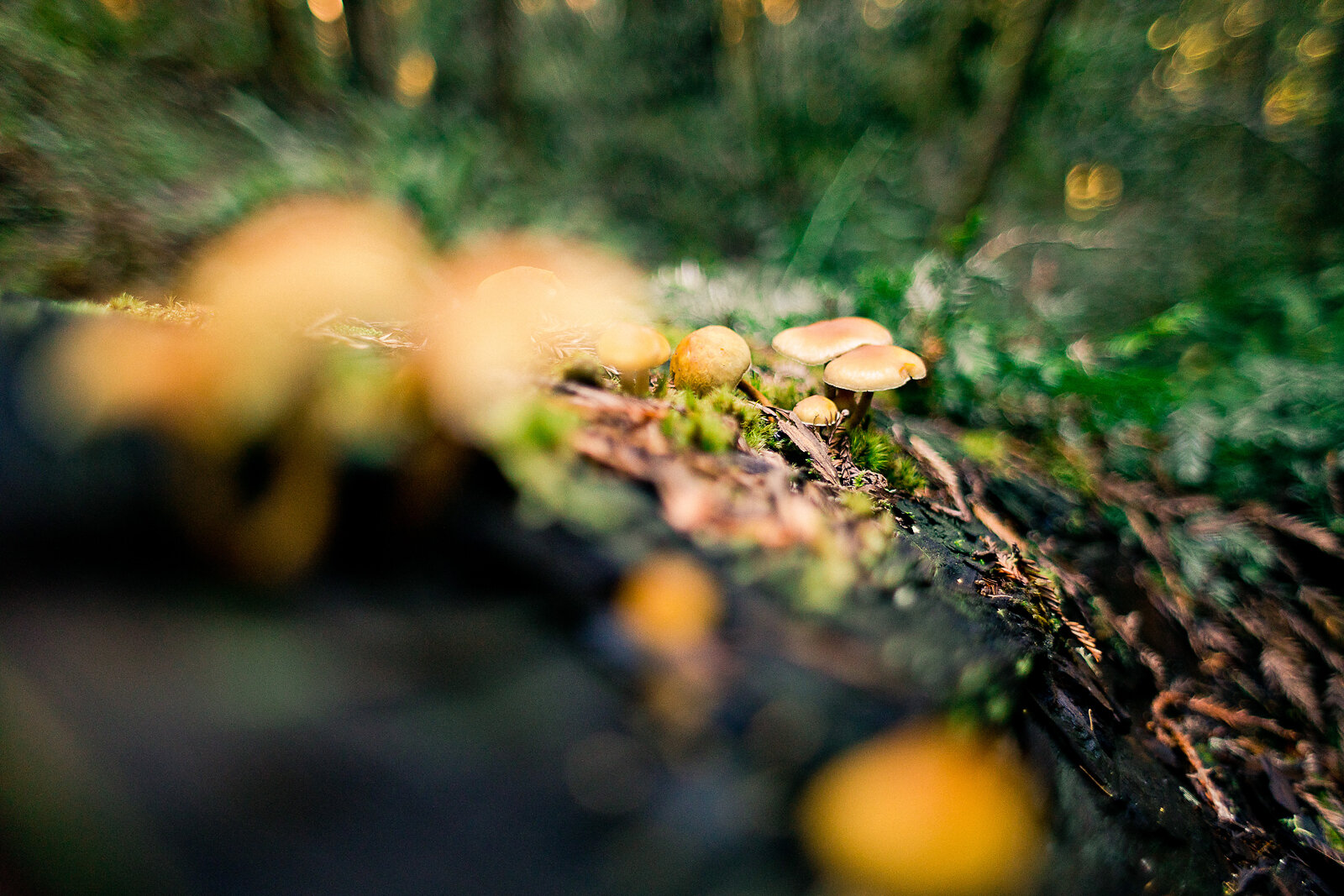 redwood_national_park_family_photographer_006.jpg