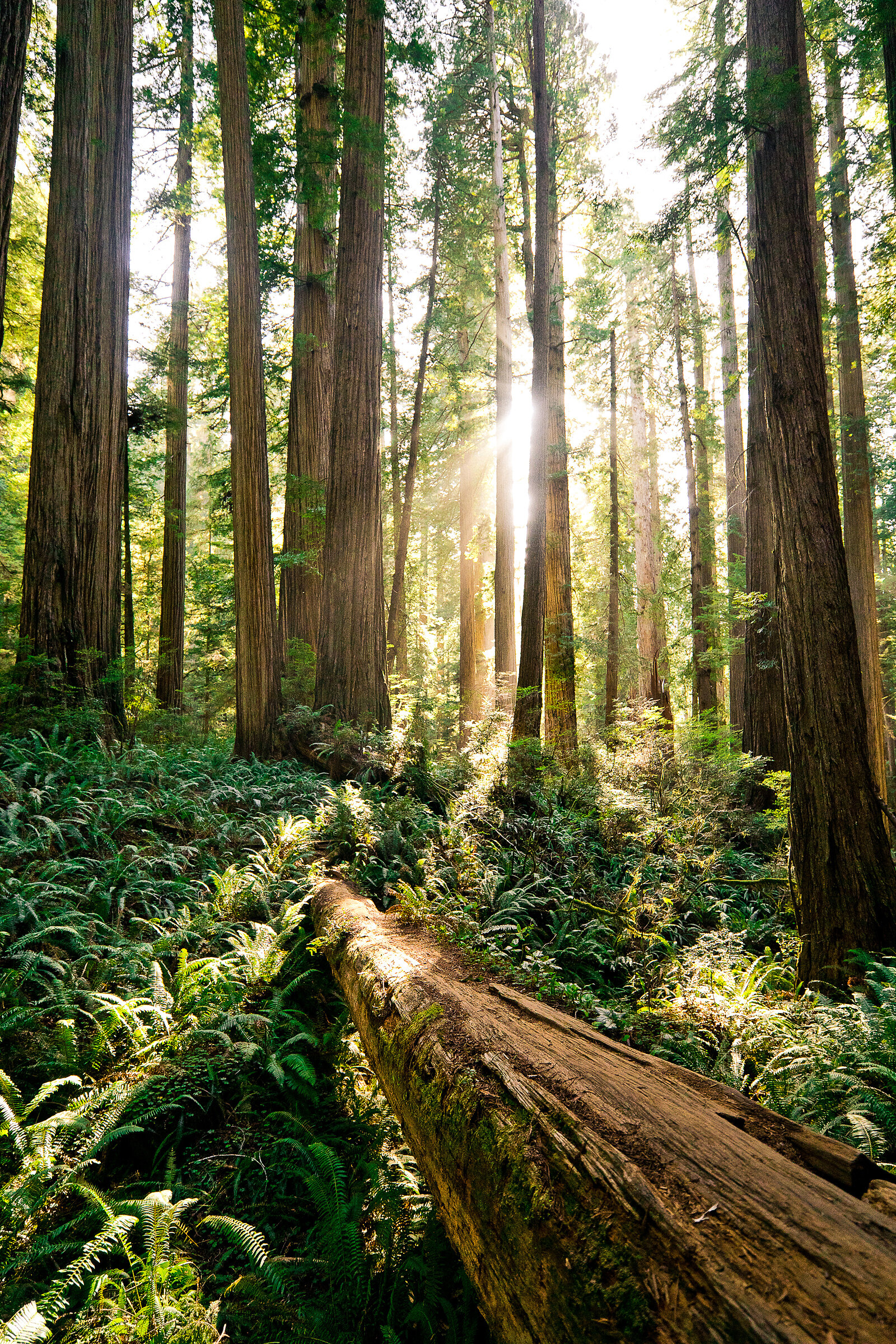 redwood_national_park_family_photographer_009.jpg