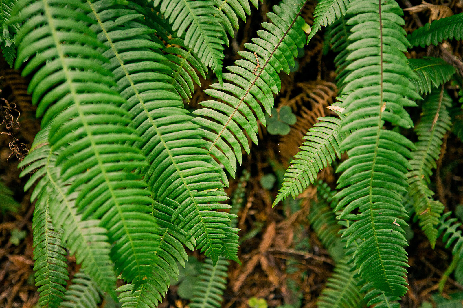 redwood_national_park_family_photographer_014.jpg