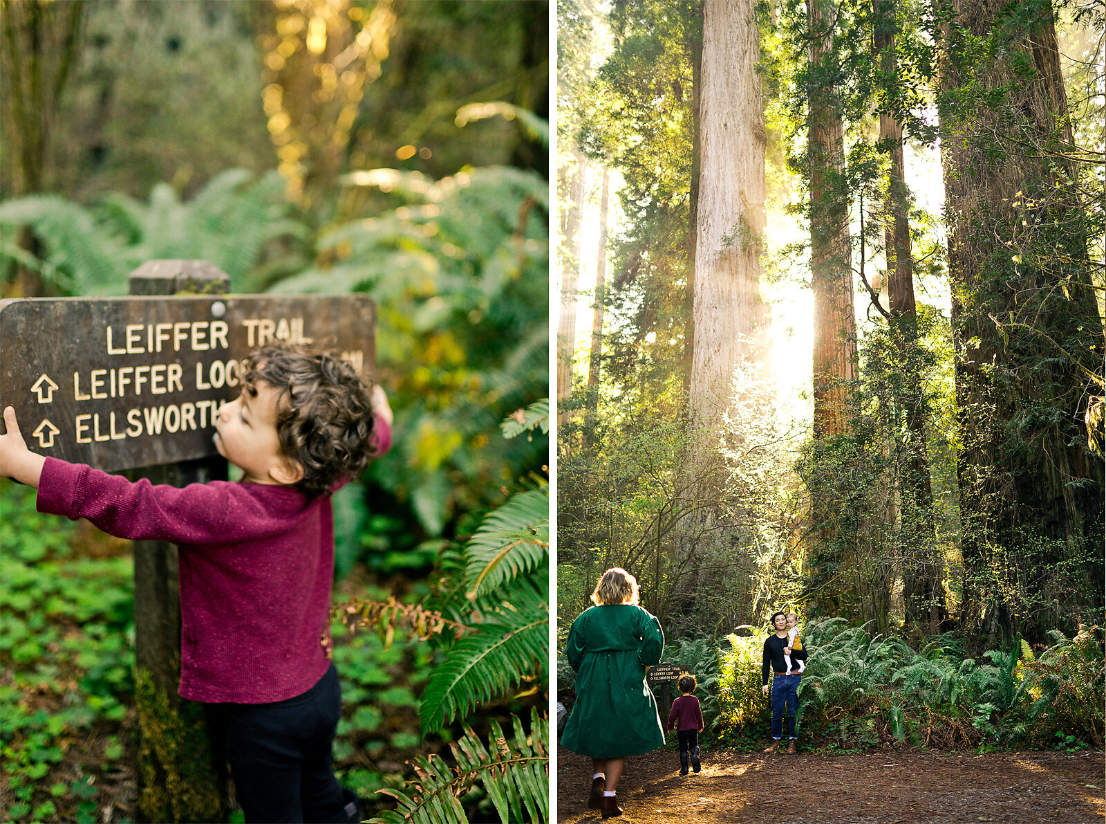 redwood_national_park_family_photographer_019.jpg