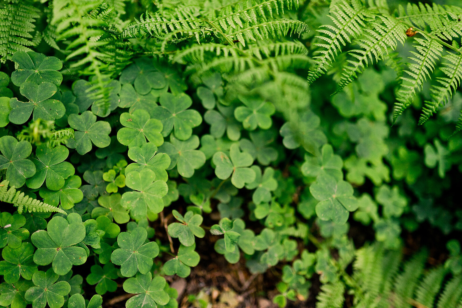 redwood_national_park_family_photographer_021.jpg