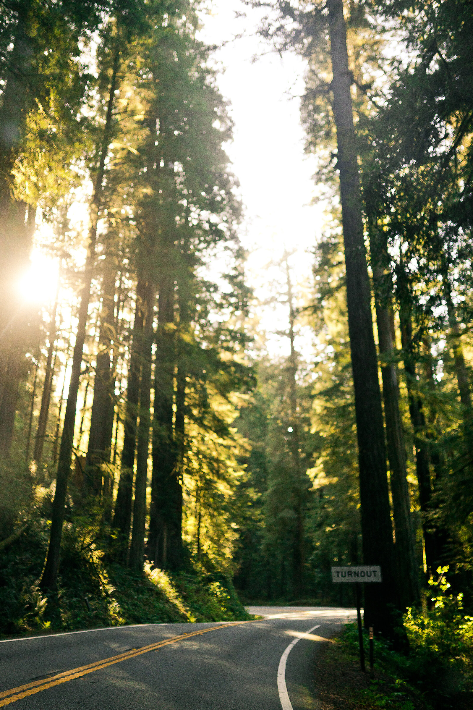 redwood_national_park_family_photographer_030.jpg