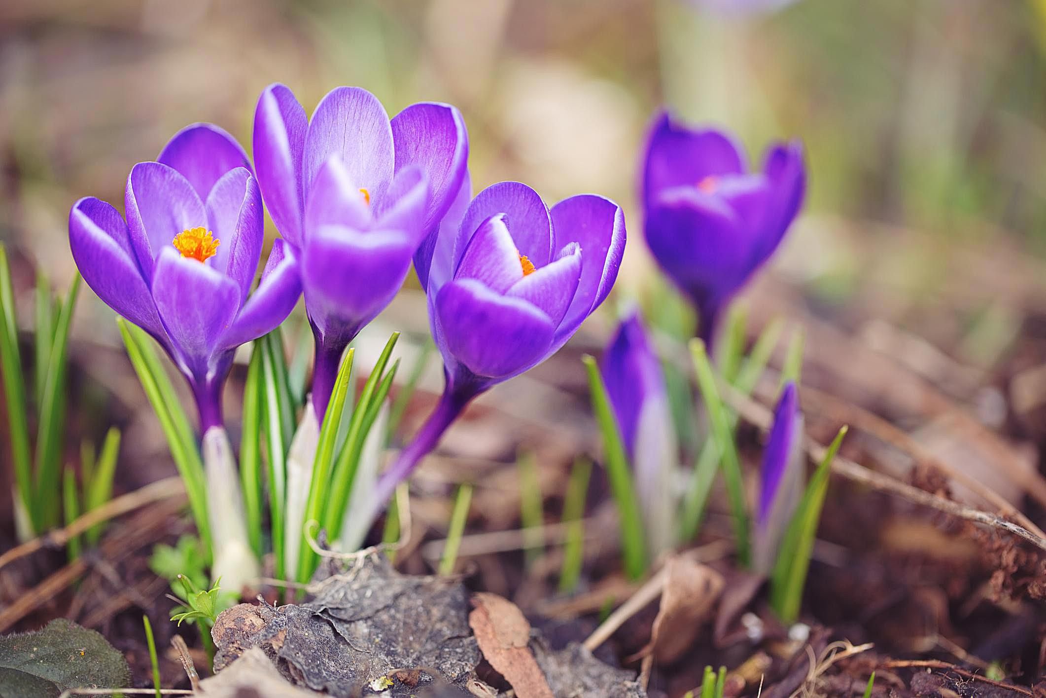 Spring Is a Betrayal