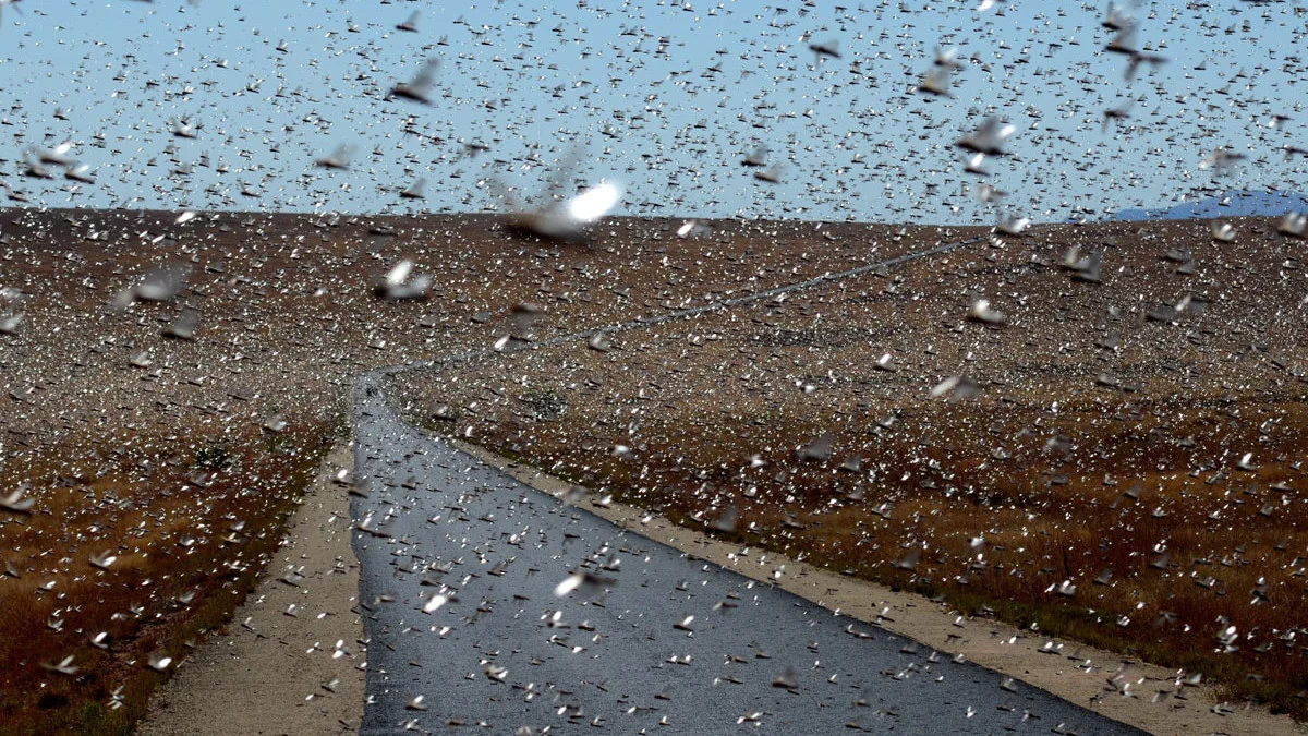 gnats.jpg
