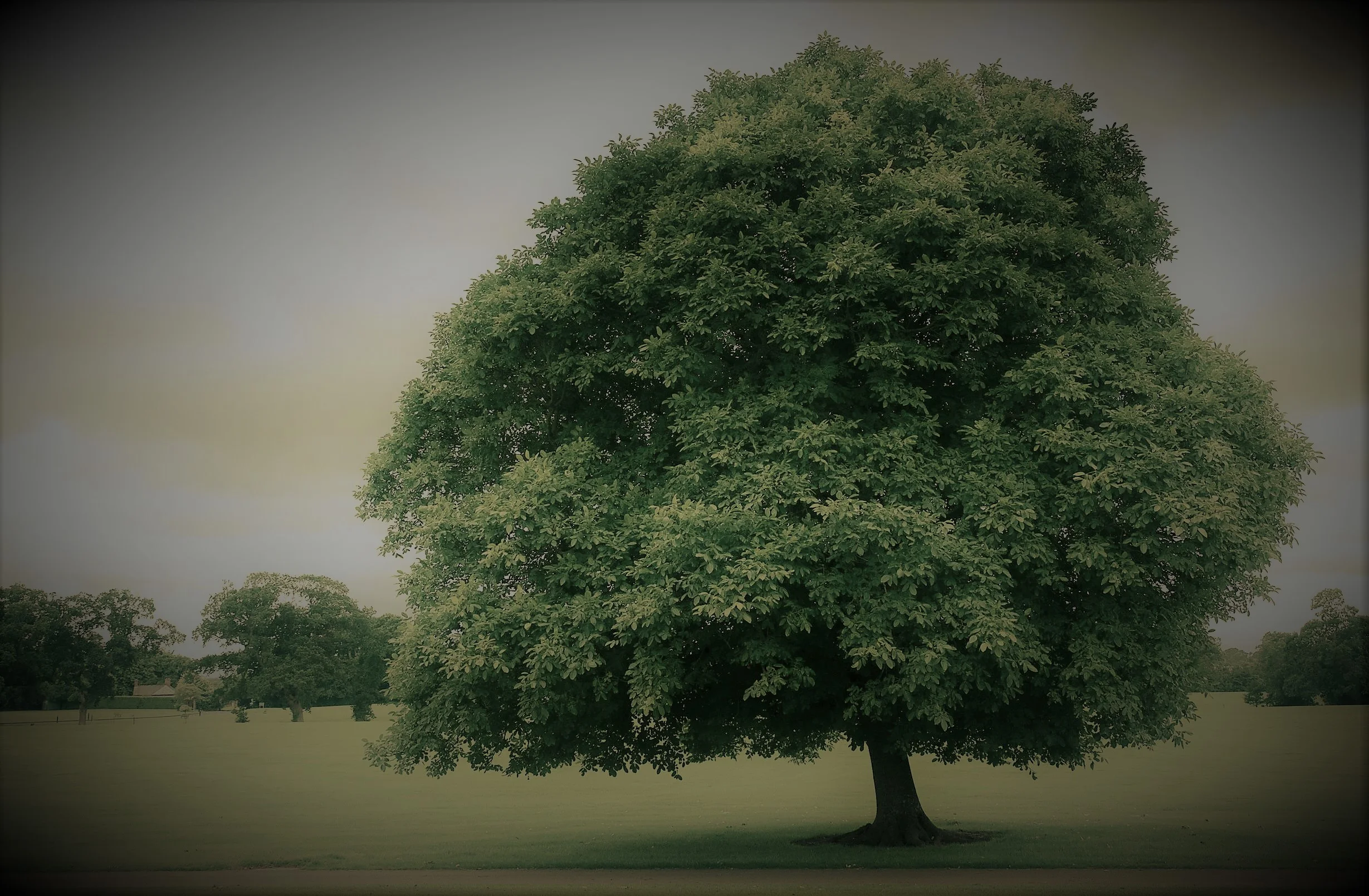 Tree.jpg