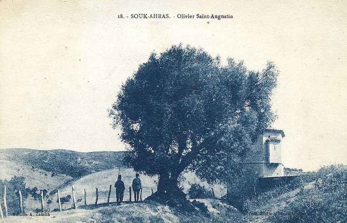 Augustine's olive tree.jpg