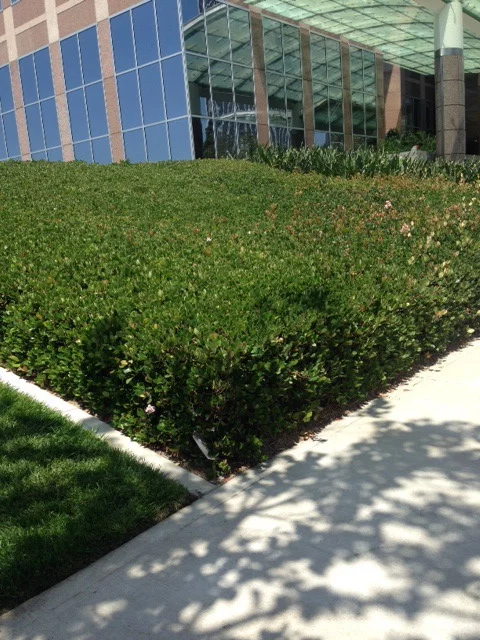 Can you see the envelope hidden in the bushes there at Die Hard plaza?