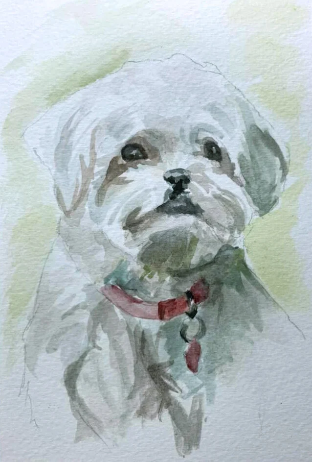 Daisy