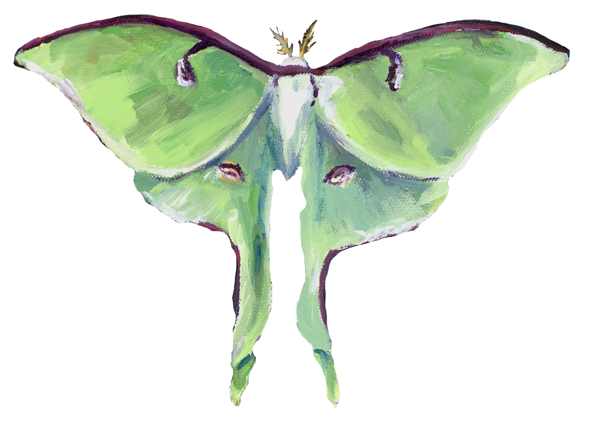 lunarmoth.png