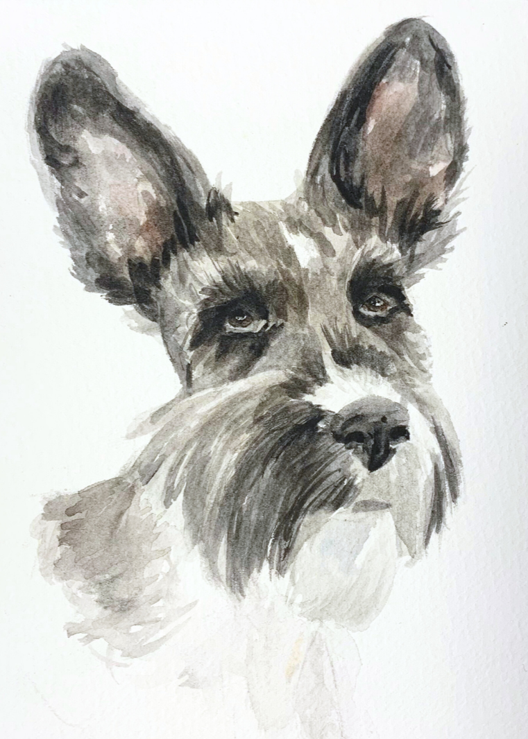 Watercolor painting of a dog with pointed ears, dark markings around the eyes, and a distinctive beard and mustache.
