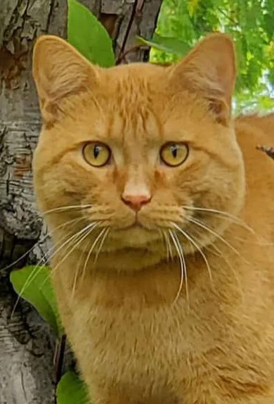 Close-up of an orange tabby cat with yellow eyes outside among green leaves and tree bark.